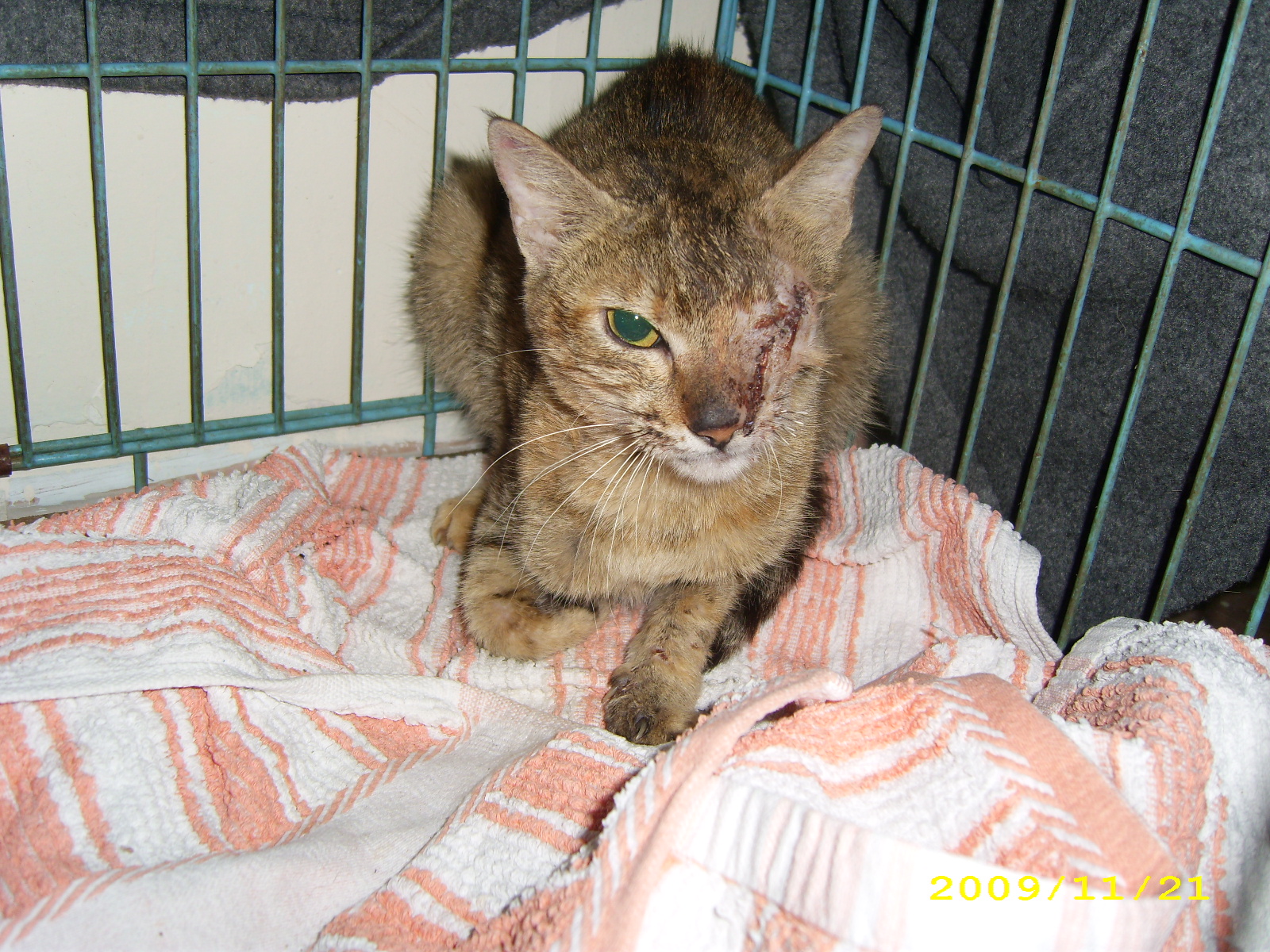 1259243583---tst blind cat-after surgery.JPG